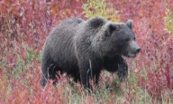 Hiker injured by bear in Fremont County
