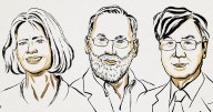 Nobel Prize in Medicine honours research into immune system’s delicate balancing act