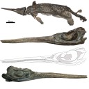 New species of Jurassic-era 'sword dragon' marine reptile discovered