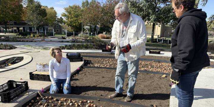 Orange City volunteers help plant over 20,000 bulbs in Windmill Park amid renovations