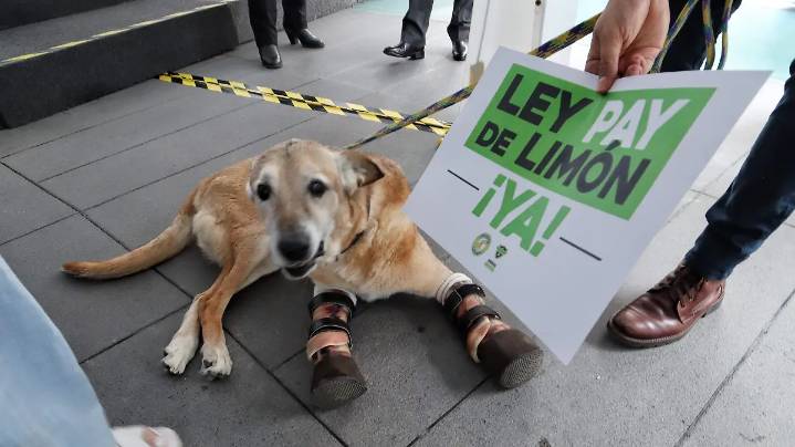 Ley Pay de Limón: perrito víctima de maltrato encabeza iniciativa para endurecer sanciones