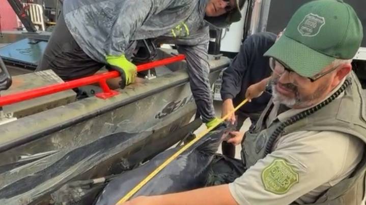 Iowa DNR record broken by 'monster' catfish caught in Missouri River