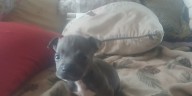 Roanoke PD in search of man in Roanoke puppy theft