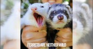 California’s Ferret Ban: Inherited in 1933
