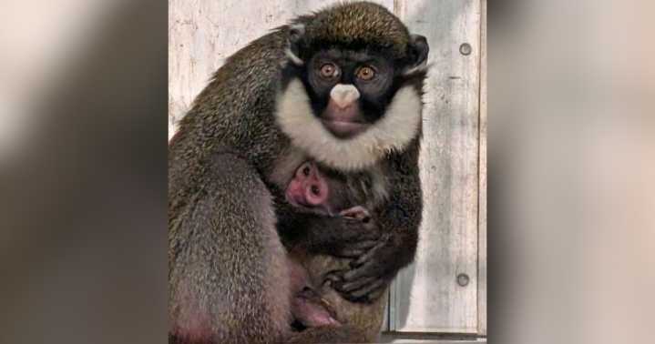 Erie Zoo welcomes baby monkey