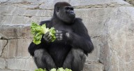 'Terrifying': Charging gorilla breaks enclosure glass at San Diego Zoo