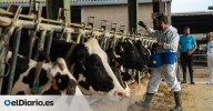 Más de 2.000 vacas sacrificadas por la dermatosis extienden el miedo entre los ganaderos: "Es devastador"