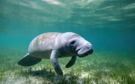 Los manatíes; una especie amada en Tampico