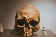 El cráneo que lo cambia todo: un fósil de un millón de años sugiere que el 'Homo sapiens' no proviene de África
