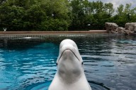 Marineland’s belugas face euthanasia threat as Ottawa, Ontario point fingers