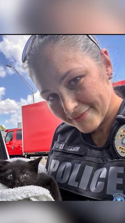 Sarasota police save kitten trapped in wheel well of stopped vehicle