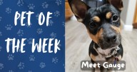 Pet of the Week: Meet Gauge!