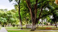 Conocé los árboles ideales para dar sombra en el verano sanjuanino