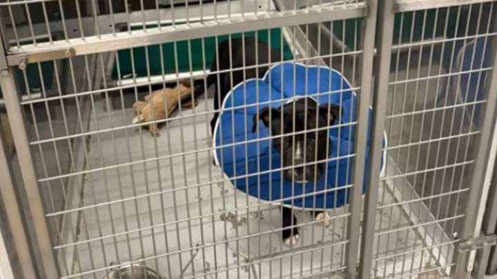 Texas Student Discovers The Sweet Reason Her Foster Dog Clings To A Stuffed Toy