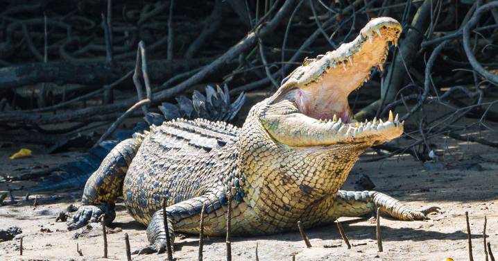 Cape Tribulation crocodile attack: Boy in hospital after reported Queensland crocodile attack