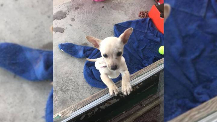California Teen Risks It All By Secretly Bringing A Lost Puppy Into His Home After Parents Say No