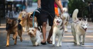 Vet says busy families should not own these five breeds of dog as a pet