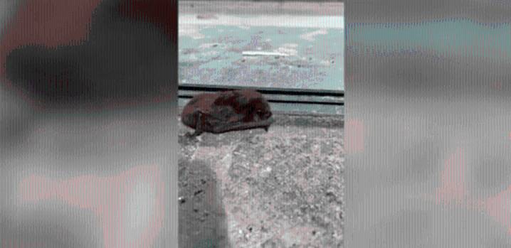 Dozens of grounded bats spotted in downtown OKC