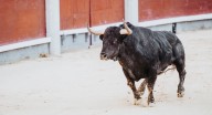 Indignación de PACMA con el Gobierno: “Sin los animales en su agenda, no habrá avances en su defensa”