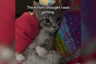 Owner Thought They Were Adopting Cuddly Kitten—Turns Out ‘He Was Just Sick’