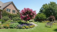 La planta resistente al calor que es elegida por los jardineros: tiene 120 días con flores