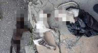 Crueldad envenenada»: Fiscalía investiga tragedia animal en Lara y cita a personal de condominio