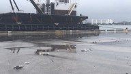 Person driving truck hits and kills 48 birds at Florida dock