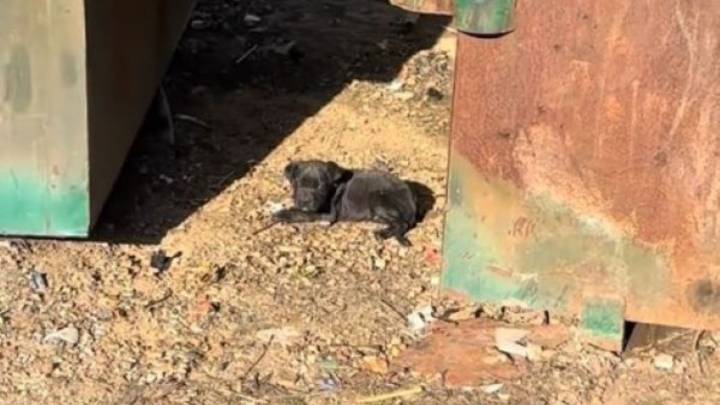 Mississippi Rescuer Shocked To Find Helpless Puppy Huddled Beside Trash Bin