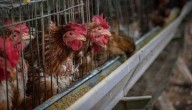 Investigación revela alternativa natural para combatir coccidiosis en pollos de engorde