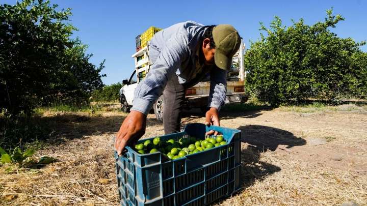 Crimen organizado impuso cuotas de hasta 4.20 pesos por kilo de limón en Michoacán