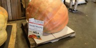 Snow Hill family wins NC pumpkin contest at State Fair