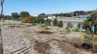 Councils go out on a limb in search for trees that will survive future climate conditions