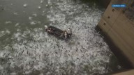 Meeting held to warn of invasive carp threat in Tennessee