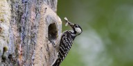 TWRA unveils plan to reintroduce threatened species back into Tennessee