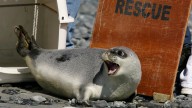 Arctic seals and more than half of bird species are in trouble on latest list of threatened species