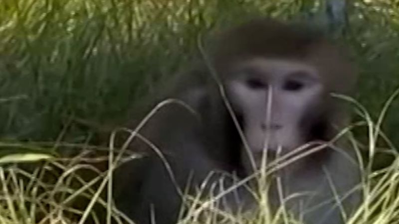 Monkeys escape from overturned truck on a Mississippi highway