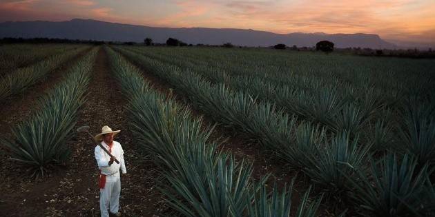 Tequila recibirá certamen que reconoce las experiencias turísticas más destacadas de México