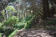Man Killed by Tree Branch, Pedestrian Blown into Road amid Dangerous Wind Storm