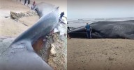 Reportan a ballena varada en Punta Sal: usuarios captan el momento en video