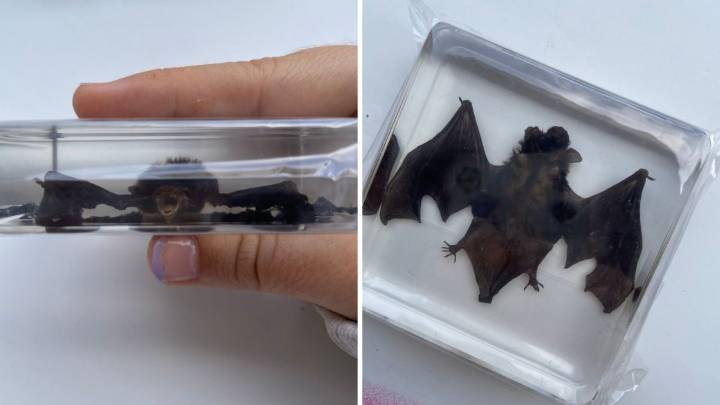Joven pide una maqueta de murciélago por internet, y le llegó uno real encapsulado en resina