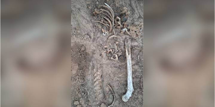 Localizan cementerio clandestino con más de 20 restos humanos en Tamaulipas