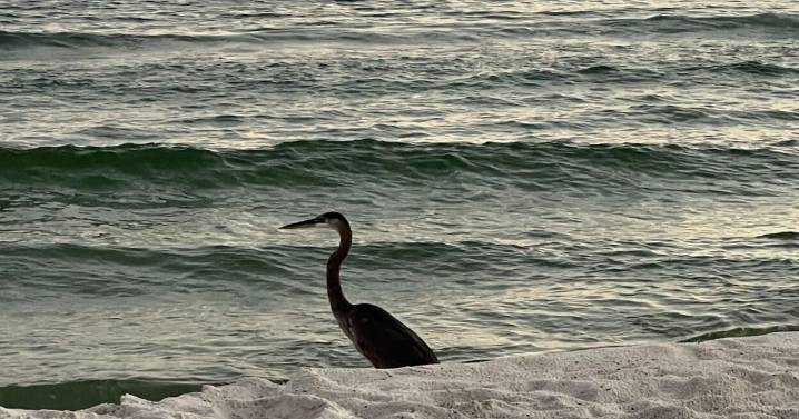 What a Great Blue heron taught me about patience, marriage and America’s ‘wide country’