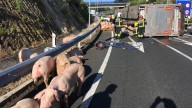 Un camión lleno de cerdos volcó en la Ruta 7 y la gente se llevó la carga