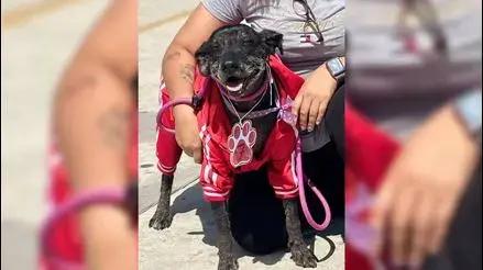 Los Olivos: buscan a perrita peruana desaparecida hace dos días