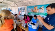 Fernández tuvo una jornada de vacunación antirrábica y desparasitación para mascotas