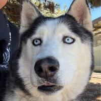 CAPA Pet of the Week: Blue