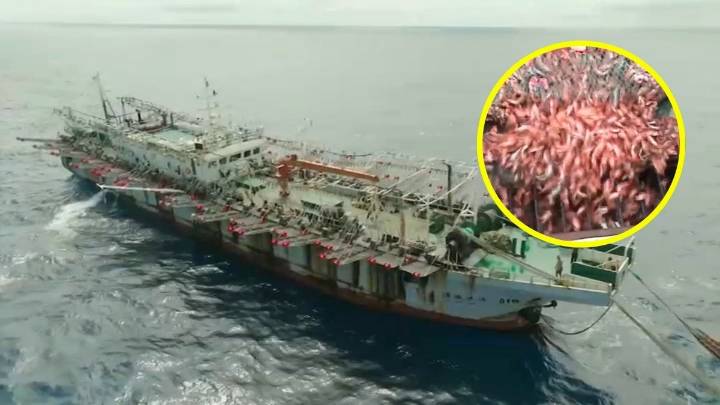 Serían 50 embarcaciones: Flota china cercana a Iquique impediría el paso de especies al mar chileno