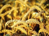 Farmers to get Rs3,500 per maund as govt approves wheat policy 2025