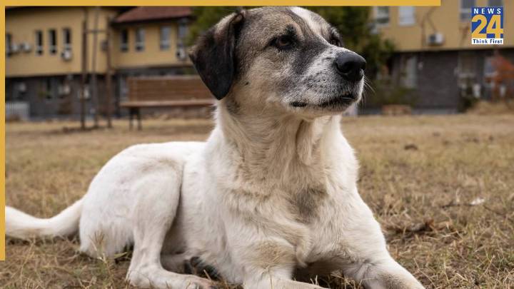 Supreme Court Calls Chief Secretaries of States, UTs Over Stray Dog Order Non