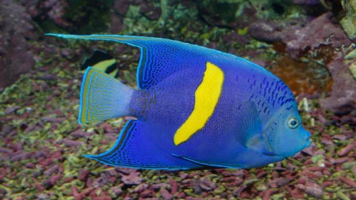 Confirman la existencia de una nueva especie marina en costa venezolanas